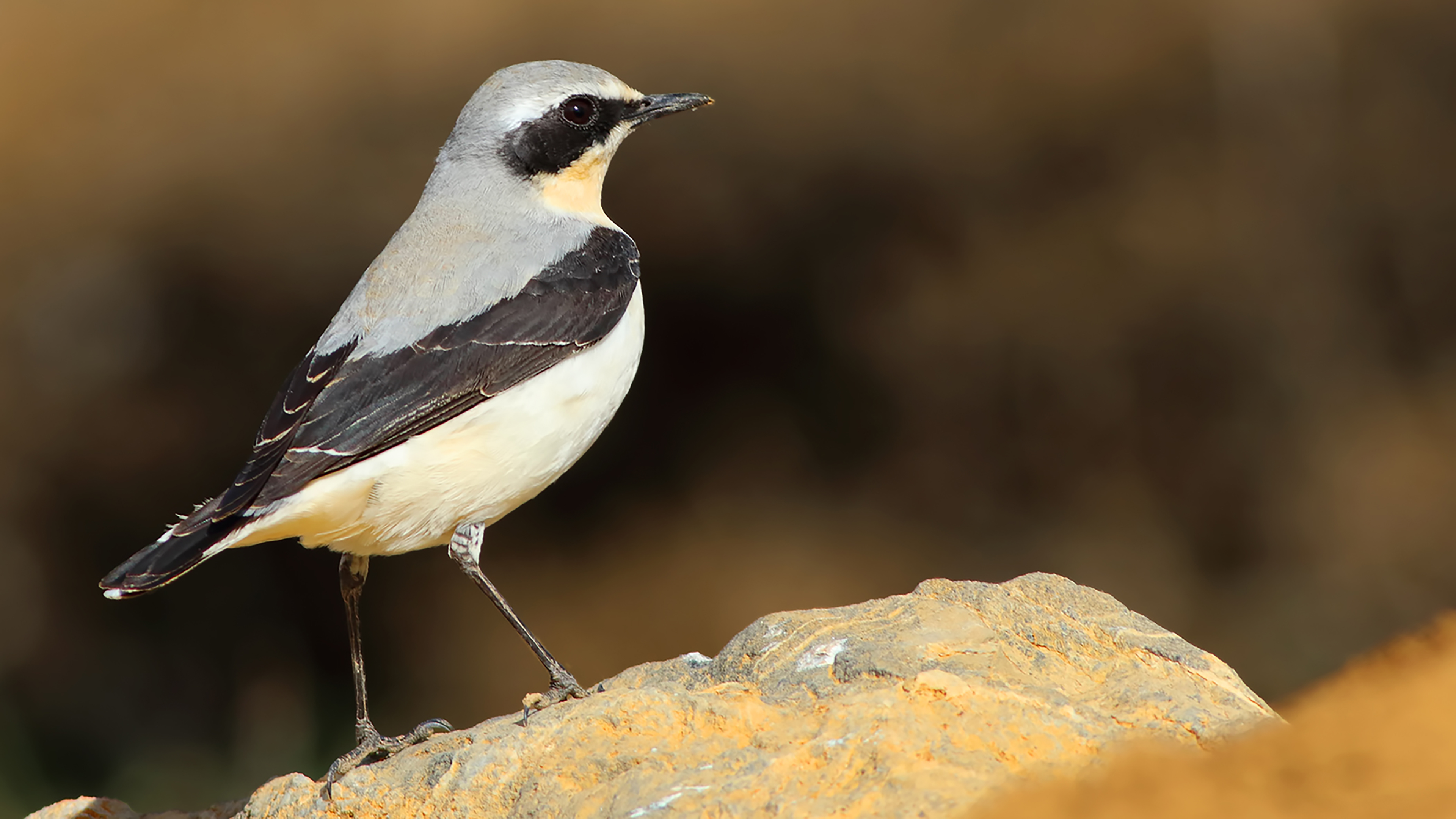 Northern Wheatear